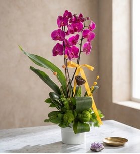 Beyaz Saksıda Çift Dal Mor Orkide