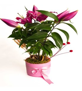Pembe Saksıda Lilyum Tasarımı