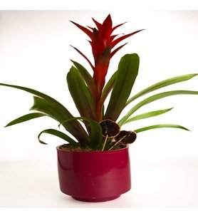 Saksıda Guzmania Tasarım