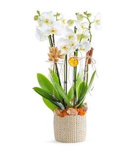 3 Dal Phalaenopsis Orkide Çiçeği