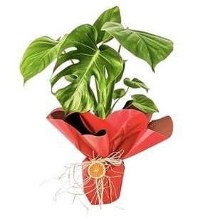 Red Plant Deve Tabanı Bitkisi