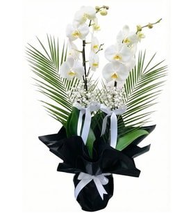 Premium Black White Çift Dal Beyaz Orkide