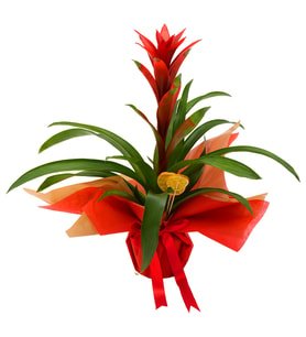 Portakal Guzmania Tasarımı