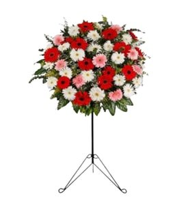 Renkli Gerbera Ferfoje