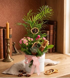 Beyaz Polimer Saksıda Chamadora ve Kalanchoe