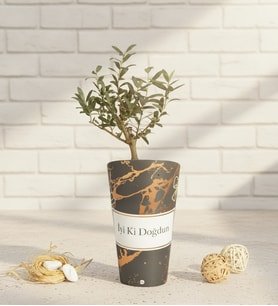 İyi Ki Doğdun Karton Saksıda Zeytin Ağacı Bonsai
