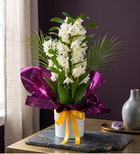 Beyaz Saksıda Mor Buketli Dendrobium