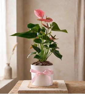 Beyaz Polimer Saksıda Pembe Antoryum
