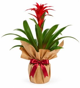 Premium Kırmızı Guzmania Kraft Ambalajlı Canlı Saksı Çiçeği