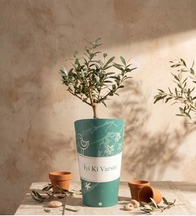 İyi Ki Varsın Karton Saksıda Zeytin Ağacı Bonsai