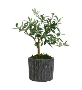 Saksıda Zeytin Ağacı