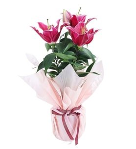 Premium Buketli Beyaz Polimer Saksıda Pembe Lilyum