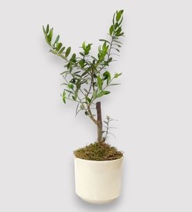 Beyaz Beton Saksıda Zeytin Ağacı
