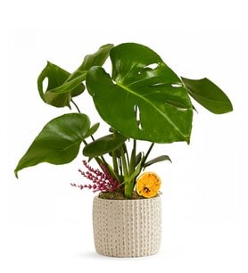 Beton Saksıda Monstera Deve Tabanı