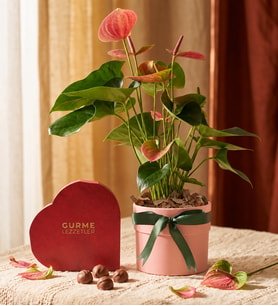 Saksıda Pembe Antoryum ve Truflu Kalp Gurme Lezzetler