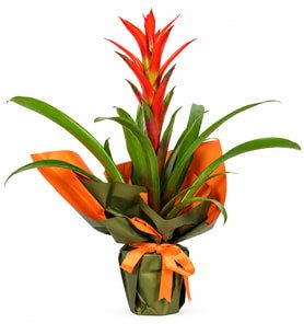 Kırmızı Guzmania Çiçeği Premium Dekoratif Canlı Saksı Bitkisi