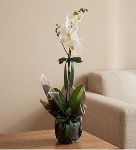 Beyaz Polimer Saksıda Tekli Beyaz Phalaenopsis Orkide