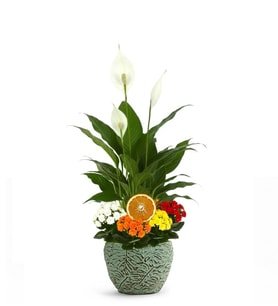 Saksıda Barış Çiçeği ve Kalanchoe Çiçekleri
