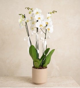 3 Dal Phalaenopsis Orkide