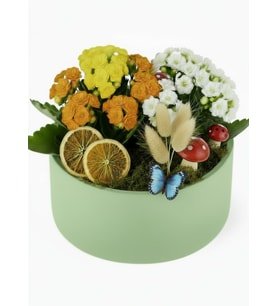 Saksıda Renkli Kalanchoe