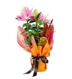 Buket Kağıtlı Saksıda Pembe Lilyum
