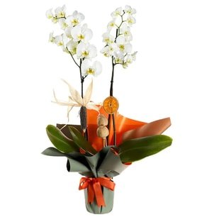 Beyaz Çiftli Phalaenopsis Orkide