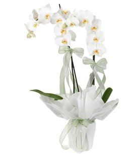 Beyaz Beton Saksıda Çiftli Beyaz Phalaenopsis Orkide
