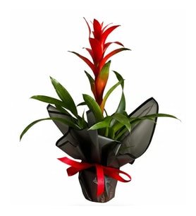 Saksıda Guzmania Bitkisi