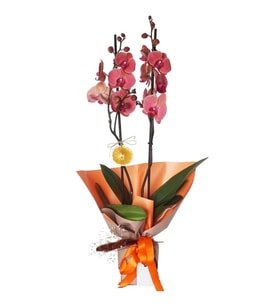 Premium Ateş Orkide 2 Dallı Phalaenopsis Çoral