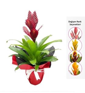 Buket Kağıtlı Alev Kılıcı Çiçeği