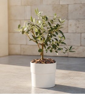 Beyaz Polimer Saksıda Zeytin Ağacı