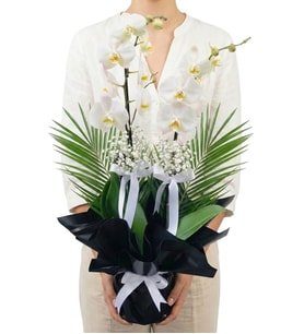 Premium Black White Çift Dal Beyaz Orkide Cipsofilyalar ve Egzotik Yeşillikler