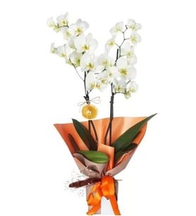 Premium Çiftli Beyaz Phalaenopsis Orkide
