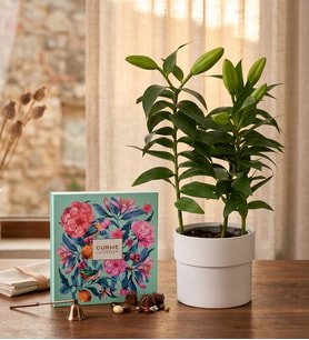 Saksıda Pembe Lilyum ve Karışık Gurme Lezzetler