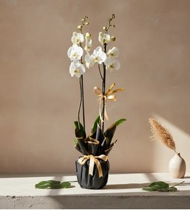 Beyaz Polimer Saksıda Çiftli Beyaz Phalaenopsis Orkide