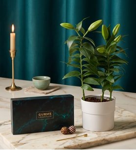 Saksı Lilyum ve Karışık Gurme Lezzetler