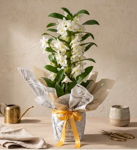 Gazete Buketli Saksıda Dendrobium