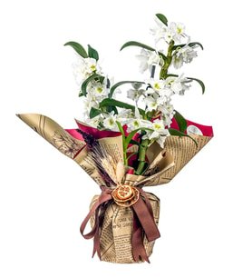 Gazete Kağıtlı Saksı Dendrobium