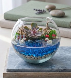 Cam Fanusta Echeveria Perle Von Nürnberg Teraryum