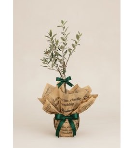 Buket Kağıtlı Saksıda Zeytin Ağacı Bonsai