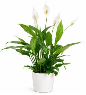 Barış Çiçeği Spathiphyllum