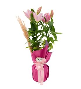 Ayıcıklı Pembe Lilyum