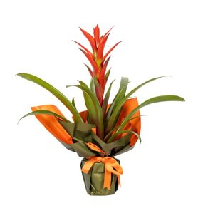 Buketli Guzmania Bitkisi