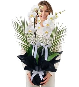 Premium Black White İki Dal Beyaz Orkide Cipsofilyalar ve Egzotik Yeşillikler
